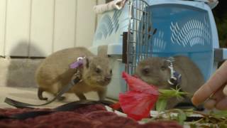 Rock Hyrax Pups Play [upl. by Weikert]