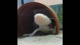 My Axolotl Is Making A Cute Noise [upl. by Merrily]