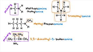 Amines and Amides [upl. by Berard756]