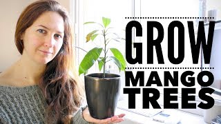 Mango Tree The Ultimate Guide to Growing Mangoes from Seed [upl. by Otreblon]