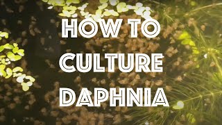 How To Culture Daphnia Magna [upl. by Nalo846]