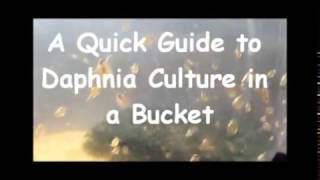 How to culture daphnia outside [upl. by Carver]