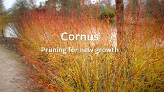 How to prune a Cornus to promote new growth  Grow at Home  Royal Horticultural Society [upl. by Eneg]