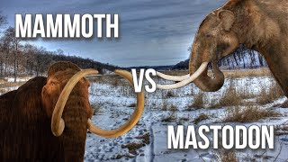 Mammoth v Mastodon [upl. by Sackman]