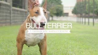 BULL TERRIER FIVE THINGS YOU SHOULD KNOW [upl. by Yentrac]