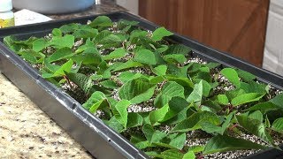 Propagating Poinsettias for the Holidays [upl. by Omar]