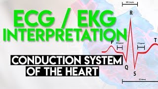 Electrical Conduction System of the Heart  ECG EKG Interpretation Part 1 [upl. by Lawrenson]