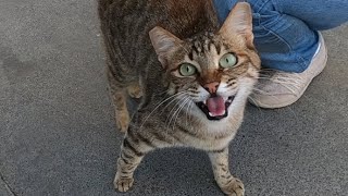 Excited cat meowing very loudly [upl. by Ludie]