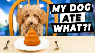 Why Does My Dog Eat POOP  Ask A Vet [upl. by Kyne]