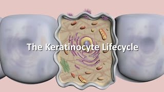 Lifecycle of the Keratinocyte [upl. by Zischke]