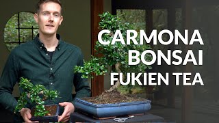 Carmona Bonsai care Fukien tea [upl. by Yendirb61]