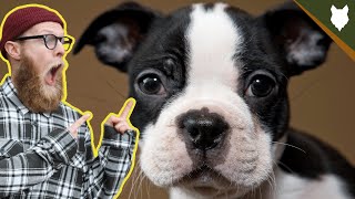 What To Do With A NEW BOSTON TERRIER PUPPY [upl. by Nawed]