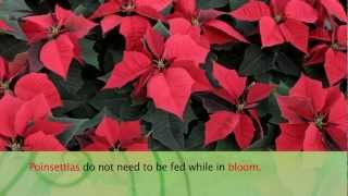 How to Care For Poinsettias  Armstrong Garden Center [upl. by Nrev]