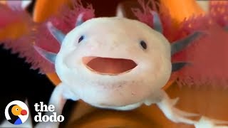 Axolotls Have The Cutest Yawns  The Dodo [upl. by Sacram]