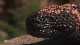 Gila Monster [upl. by Ailongam]