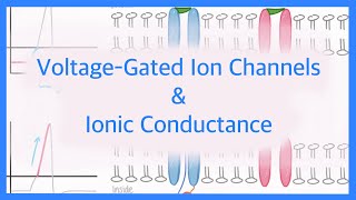 Action Potentials Voltage Gated Ion Channels amp Ionic Conductance [upl. by Denison339]