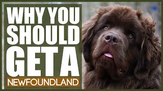 5 Reasons Why YOU SHOULD Get A NEWFOUNDLAND [upl. by Nivram870]