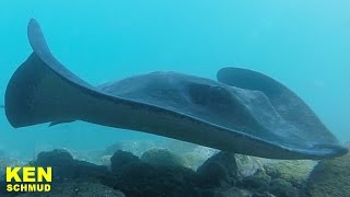 Rochen im Hafenbecken von Vueltas  La Gomera 2016  Valle Gran Rey [upl. by Gish331]