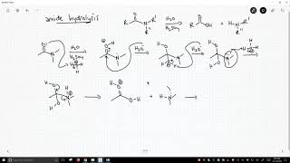 mechanism of amide hydrolysis [upl. by Moretta6]