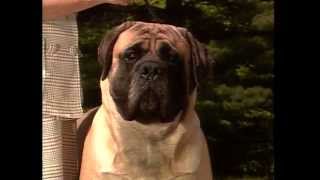 Mastiff  AKC Dog Breed Series [upl. by Aitenev]