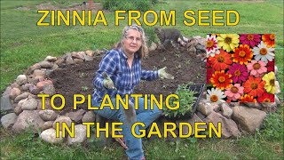 How to Grow Zinnias from Seed  To Planting Outside  Zinnia Tips [upl. by Andriette]