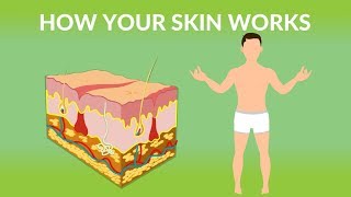 How Your Skin Works  How does the skin work Human skin Structure and Function [upl. by Aneloc303]