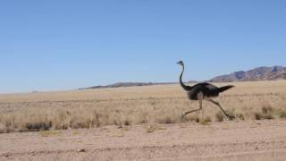 Ostrich at fullspeed [upl. by Chi438]