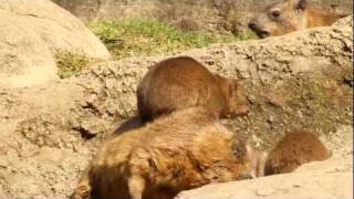 Relaxing Rock Hyraxes at the Bronx Zoo [upl. by Fine]