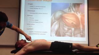 Pectoralis Major Palpation Manual Therapy and Stretch [upl. by Halsted]