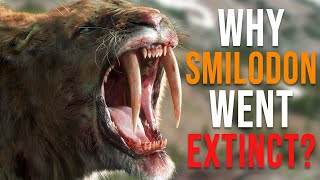 Why Did the SaberTooth Tiger Smilodon Go Extinct [upl. by Nore183]