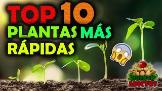 Los 10 Cultivos Que Crecen Más Rápido 🌱Huertos Urbanos  Huerto Adictos [upl. by Floyd]