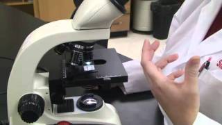 Introduction to the Light Microscope [upl. by Waters]