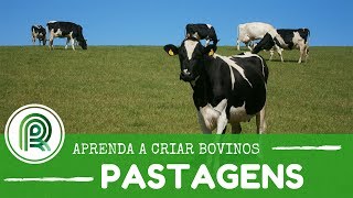 Aprenda a criar bovinos  Aula 2 pastagens [upl. by Aoket]