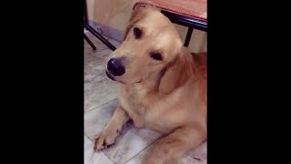 Dogs React to Different Sounds Tiktok Compilation shorts [upl. by Yerffe]