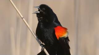 How Nature Works Redwinged Blackbird Display [upl. by Ynnaffit]