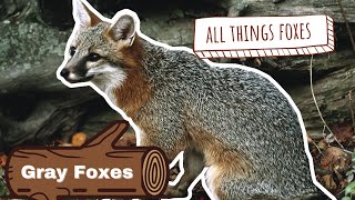 Gray Fox Video  Extraordinary Foxes [upl. by Alenson681]