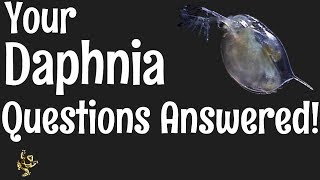 Daphnia Questions Answered [upl. by Hopfinger910]