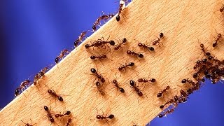 HOW TO KILL FIRE ANTS  DEAD [upl. by Delbert]