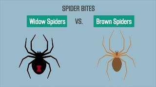 Spider Bites Black Widow vs Brown Recluse [upl. by Adiell]