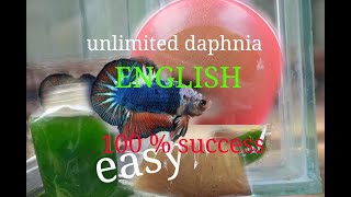 daphnia moina culture Easy way Unlimited production English  with sub Green water Chlorella [upl. by Anaizit]