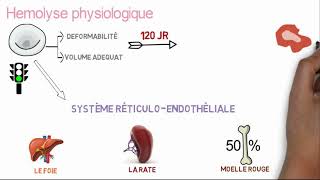 Comprendre lanémie hémolytique en 10 min [upl. by Ardnahsal]