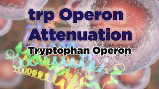 trp Operon Attenuation [upl. by Kathrine]