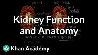 Kidney function and anatomy  Renal system physiology  NCLEXRN  Khan Academy [upl. by Jadwiga361]