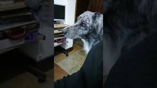 Dog Tilting Head To Music [upl. by Bellina]