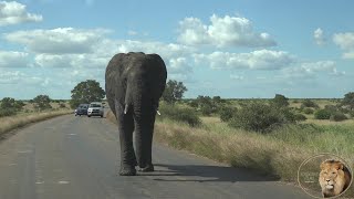 A Kruger National Park Safari 1 [upl. by Rexferd465]