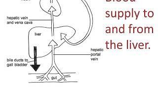 Liver structure and function [upl. by Kinnie753]