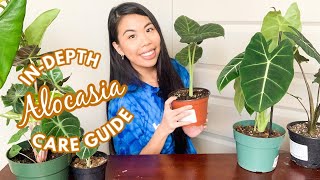 HOW TO CARE FOR AN ALOCASIA My Comprehensive Alocasia Care Guide [upl. by Rosco]