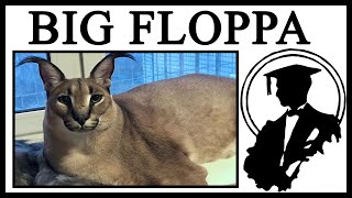 The Story Behind BIG FLOPPA The Cutest Caracal [upl. by Melan305]