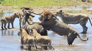 Ultimate Kruger National Park Wildlife Documentary Episode 1 [upl. by Alick]