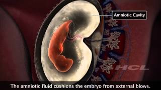 HCL Learning  Embryonic Development in Humans [upl. by Suoilenroc]